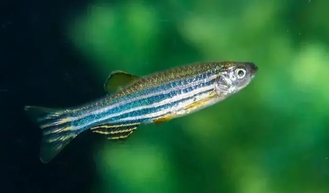 斑馬魚功效實驗